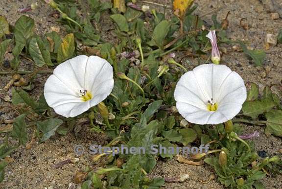 convolvulus arvensis 7 graphic